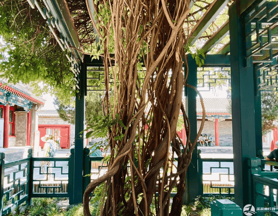 端午节丽江五日游怎么样(端午丽江旅游)