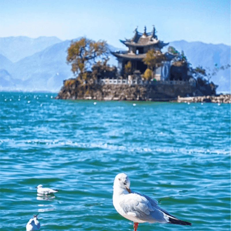 劳动节大理五日游需要注意什么(劳动节大理五日游需要注意什么事项)